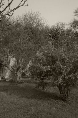  Birra Calènder - Birrifico Artigianale Tuglie, Lecce