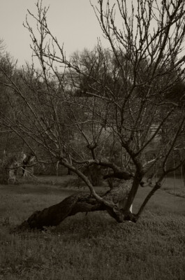  Birra Calènder - Birrifico Artigianale Tuglie, Lecce